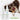 Between Bath Freshener for Dogs - Fresh CottonWellnessFound My Animal