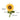 Blooming Buddies - Sassy Sunflower