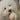 GARLIC POP//ENRICHMENT DOG TOYToysFound My Animal