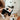 INSTANT CAMERA // ENRICHMENT DOG TOY // SNUFFLE TOYToysFound My Animal