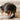 INSTANT CAMERA // ENRICHMENT DOG TOY // SNUFFLE TOYToysFound My Animal