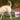 Native Pet Cranberry Bladder Chews Kidney & Urinary Supplement for DogsWellnessFound My Animal30ct