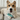 Puppy Polish Toothpaste - Filet Mignon (Beef)WellnessFound My Animal