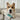 Puppy Polisher Pearl Eco Toothbrush - (Extra Small)WellnessFound My Animal