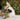 Yak Dental Chews , Himalayan Cheese Dog TreatsWellnessFound My AnimalM