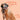 Bocce's Bakery Dailies Bye Bye Stinkies Pumpkin + Ginger Recipe Dog TreatsDog TreatsFound My Animal