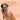Bocce's Bakery Dailies Bye Bye Stinkies Pumpkin + Ginger Recipe Dog TreatsDog TreatsFound My Animal